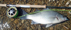 First White Bass Camp of 2014