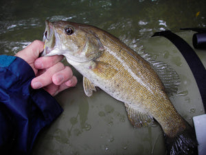 Ozark Smallmouth: Spring 2006 Review