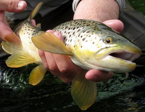 Bull Shoals Tailwater - May 21, 2010