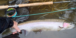 McFLYSHOP STEELHEAD TRIP--2015