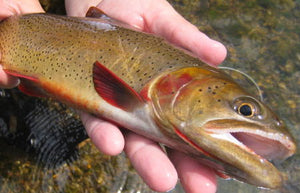 Norfork Tailwater - June 21, 2010